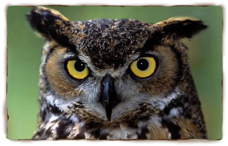 great_horned_owl3
