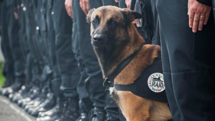 chien-raid-police