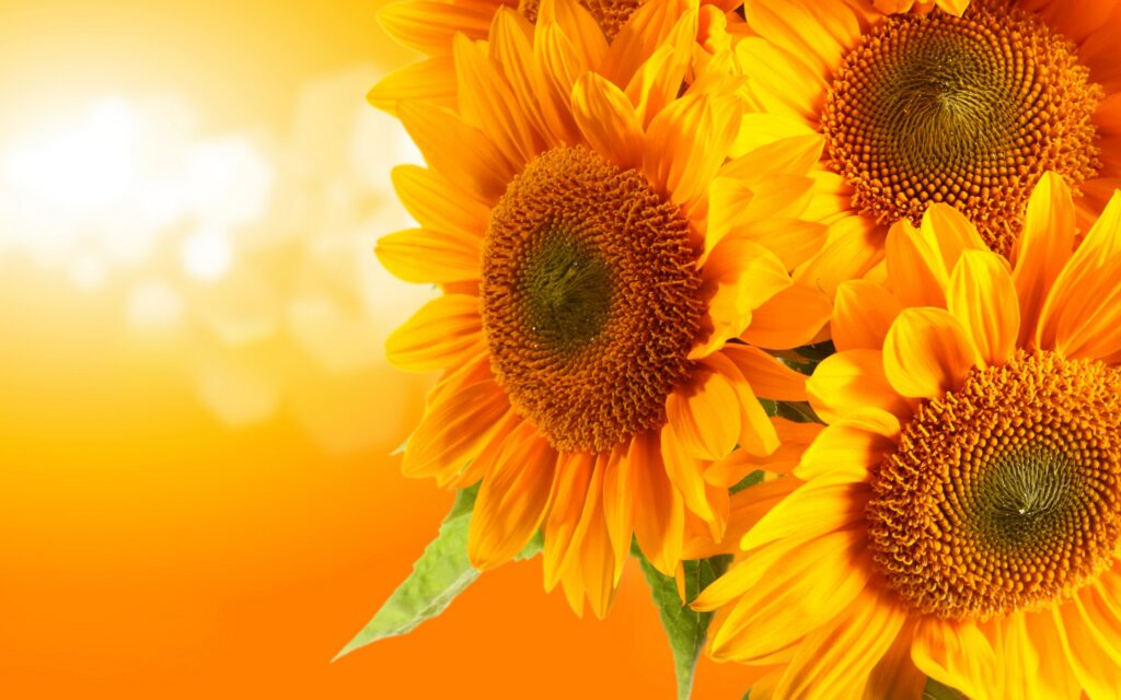 Sunflowers-flowers-33340979-2880-1800